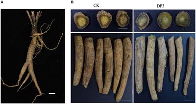 Metabolomic and microbiomic insights into color changes during the sweating process in Dipsacus asper